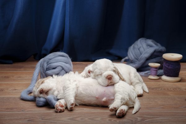 Clumber Spaniel,Henry Fiennes Pelham‑Clinton,Duke of Portland, Earl Spencer, George Foljambe of Osberton