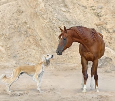 coursing breeds, sighthounds, visual streak,Bud Boccone,eyes eyesight,