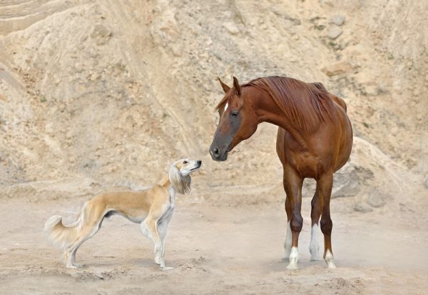 coursing breeds, sighthounds, visual streak,Bud Boccone,eyes eyesight,