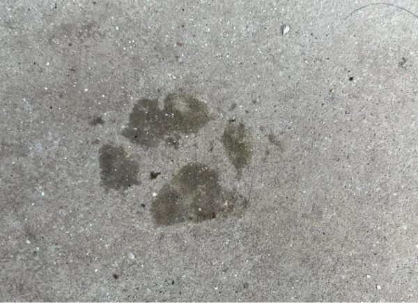 pyrame paw, pyrame, Fused, paws, toes, English Toy Spaniel, Princess Henrietta, Louise de Keroualle, King Charles Spaniel, Georges‑Louis Leclerc, Comte de Buffon