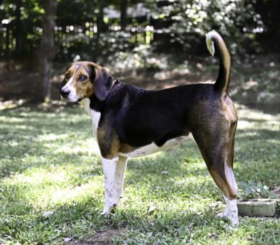 Treeing Walker Coonhound, hi tan, high tan, color