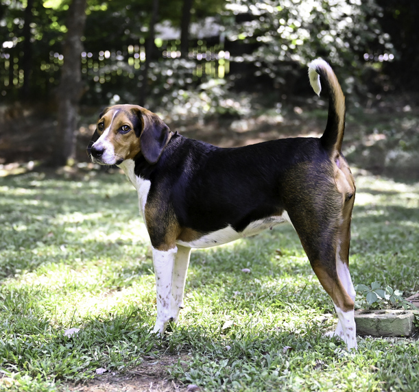 Treeing Walker Coonhound, hi tan, high tan, color