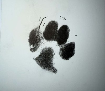 pyrame paw, pyrame, Fused, paws, toes, English Toy Spaniel,Princess Henrietta, Louise de Keroualle, King Charles Spaniel,Georges‑Louis Leclerc, Comte de Buffon