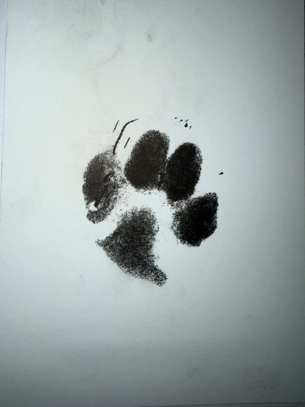 pyrame paw, pyrame, Fused, paws, toes, English Toy Spaniel,Princess Henrietta, Louise de Keroualle, King Charles Spaniel,Georges‑Louis Leclerc, Comte de Buffon