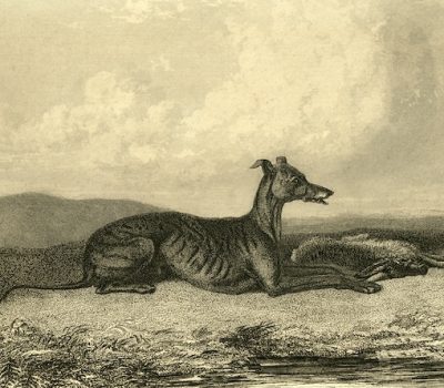 Thomas Bewick, Tumbler, hunting, rabbits, Thomas Pennant, Dr. John Caius