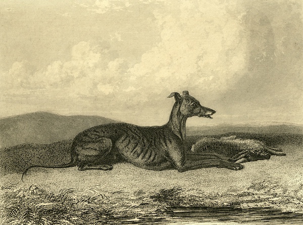 Thomas Bewick, Tumbler, hunting, rabbits, Thomas Pennant, Dr. John Caius