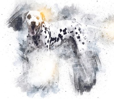 Dalmatian, Prue Leith, dessert, spotted dick, pudding, Alexis Soyer,Paul Hollywood, The Great British Bake Off,nicknames,