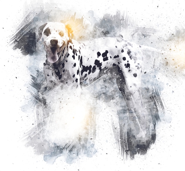Dalmatian, Prue Leith, dessert, spotted dick, pudding, Alexis Soyer,Paul Hollywood, The Great British Bake Off,nicknames,