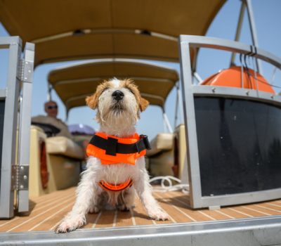 Jack Russell Terrier, terrier, James “Jemsie” Nunan,James VI,