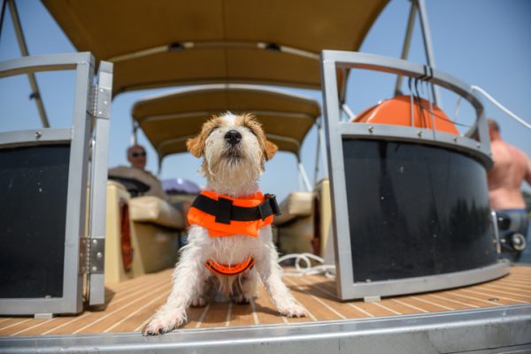 Jack Russell Terrier, terrier, James “Jemsie” Nunan,James VI,