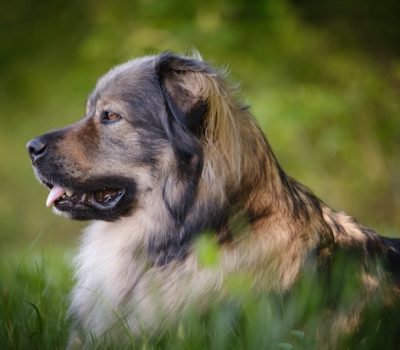 Karst Shepherd, Kars, Šarplaninac, Illyrian Sheepdog