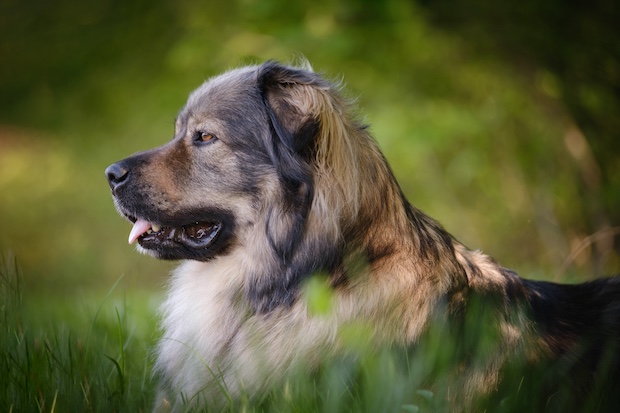 Karst Shepherd, Kars, Šarplaninac, Illyrian Sheepdog