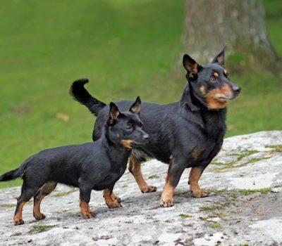 Lancashire Heeler, Ormskirk Heeler, feet, toes, paws, 