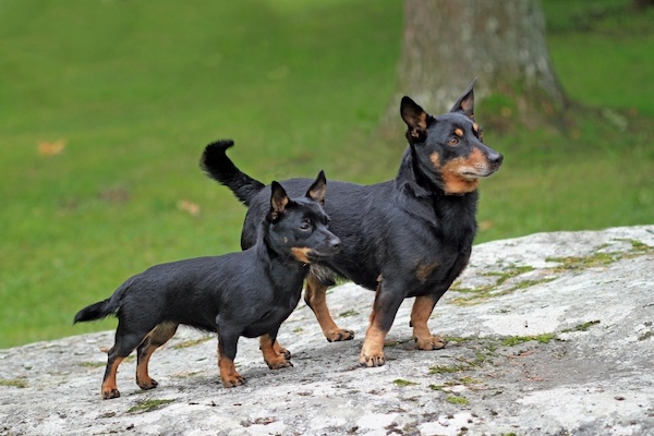 Lancashire Heeler, Ormskirk Heeler, feet, toes, paws, 