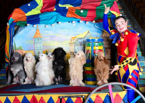 Poodle, Southwark Fair, circus,The Ball of Little Dogs,Rawdon Briggs Lee