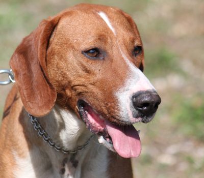 Posavac Hound, Posavatz Hound, Posavski Gonič, Croatian hound breed, scenthound, valley and thicket hound, hare hound, Sava River basin, Balkan hound, Croatian native breed,