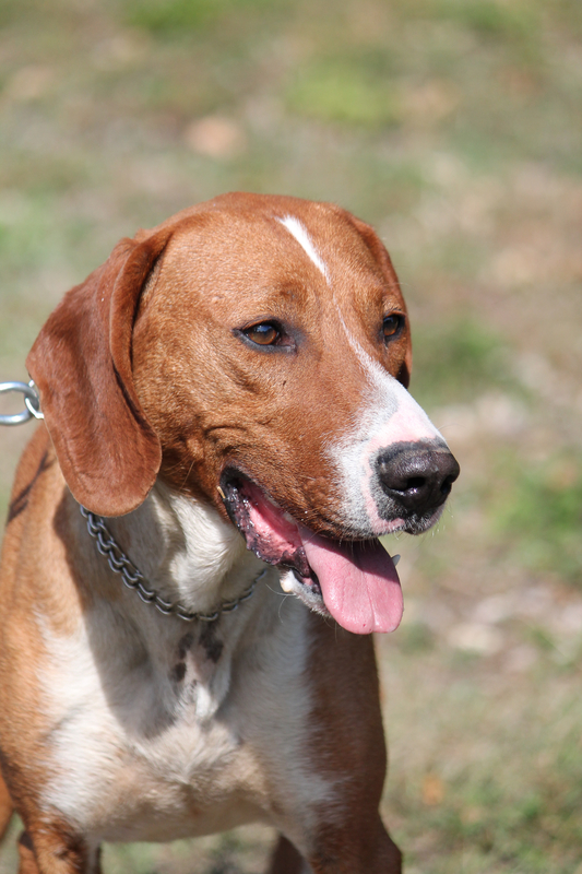 Posavac Hound, Posavatz Hound, Posavski Gonič, Croatian hound breed, scenthound, valley and thicket hound, hare hound, Sava River basin, Balkan hound, Croatian native breed,