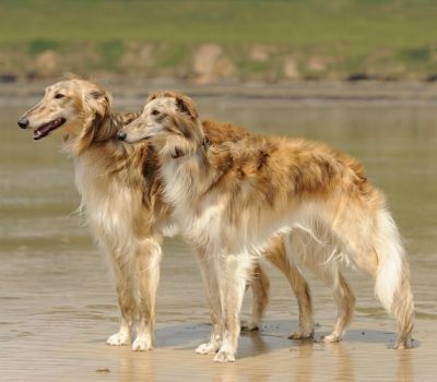 Silken Windhound,Francie Stull,sighthound