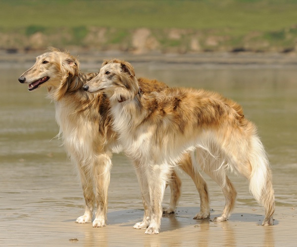 Silken Windhound,Francie Stull,sighthound