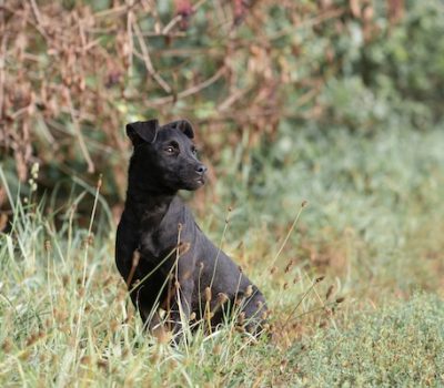 Black Dog, Patterdale Terrier, newsletter, color, fell terrier,