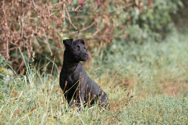 Black Dog, Patterdale Terrier, newsletter, color, fell terrier,