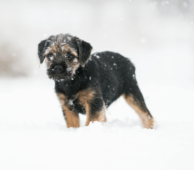 Jacob Robson, E. L. and Simon Dodd, Border Terrier, The Moss Trooper, John Dodd, Jasper Dodd