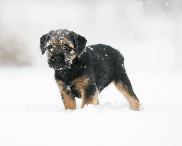 Jacob Robson, E. L. and Simon Dodd, Border Terrier, The Moss Trooper, John Dodd, Jasper Dodd