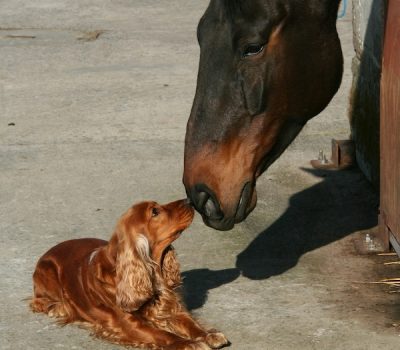 Stud book, Pedigrees, James Weatherby, Introduction to a General Stud Book