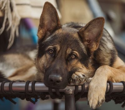  German Shepherd Dog, Verein für Deutsche Schäferhunde,Hektor Linksrhein,numbers, 911, Max von Stephanitz, 101 Dalmatians, 