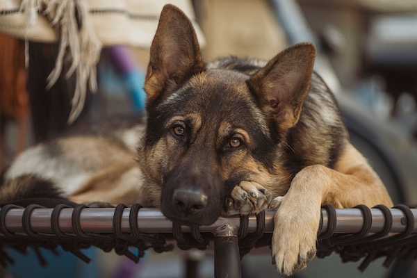  German Shepherd Dog, Verein für Deutsche Schäferhunde,Hektor Linksrhein,numbers, 911, Max von Stephanitz, 101 Dalmatians, 