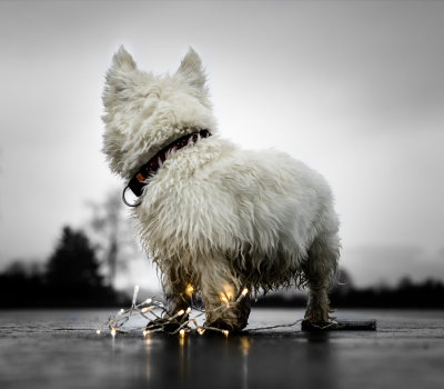  West Highland White Terrier, Westie, history, Poltalloch, Roseneath,