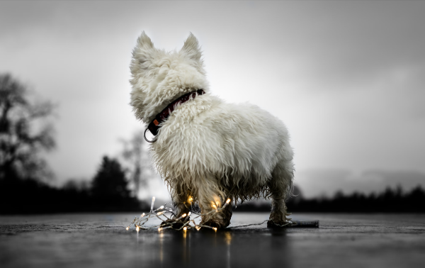 West Highland White Terrier, Westie, history, Poltalloch, Roseneath,