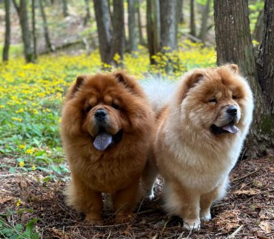 chow chow, color
