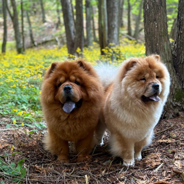 chow chow, color