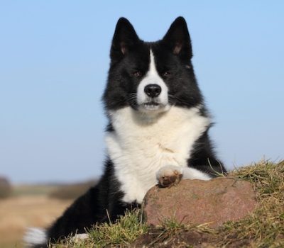 Karelian Bear Dog, Komi dog, “dog of Zyrians",Karjalankarhukoira, Finno‑Ugric