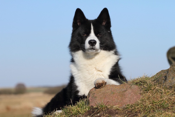 Karelian Bear Dog, Komi dog, “dog of Zyrians",Karjalankarhukoira, Finno‑Ugric