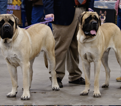 Mastiff, showmanship, type