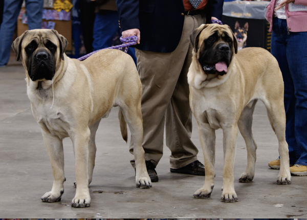Mastiff, showmanship, type