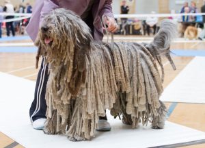 Bergamasco, Bichon Bolognese, Bolognese, coat, corded, flocked