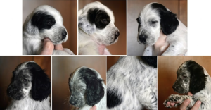 English Setter, coat, color, spot fairy, belton