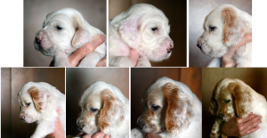 English Setter, coat, color, spot fairy, belton
