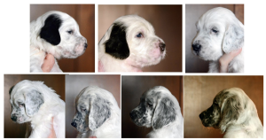 English Setter, coat, color, spot fairy, belton