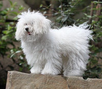 Bergamasco, Bichon Bolognese, Bolognese, coat, corded, flocked