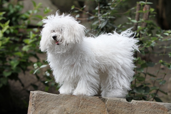 Bergamasco, Bichon Bolognese, Bolognese, coat, corded, flocked