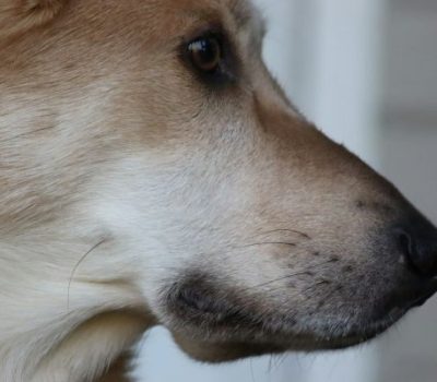 Chinook, nose, head, aquiline,