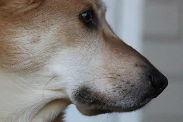 Chinook, nose, head, aquiline,