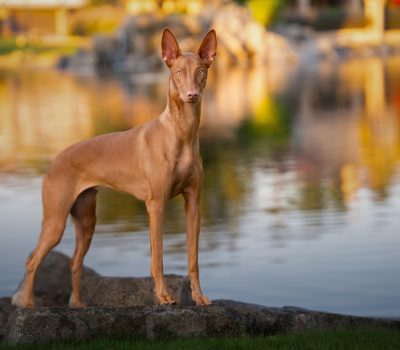 Pharaoh Hound, Maltese Hound, Kelb tal‑Fenek
