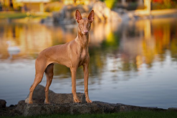 Pharaoh Hound, Maltese Hound, Kelb tal‑Fenek