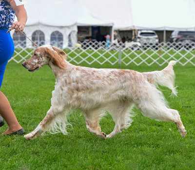 English Setter, coat, color, spot fairy, belton