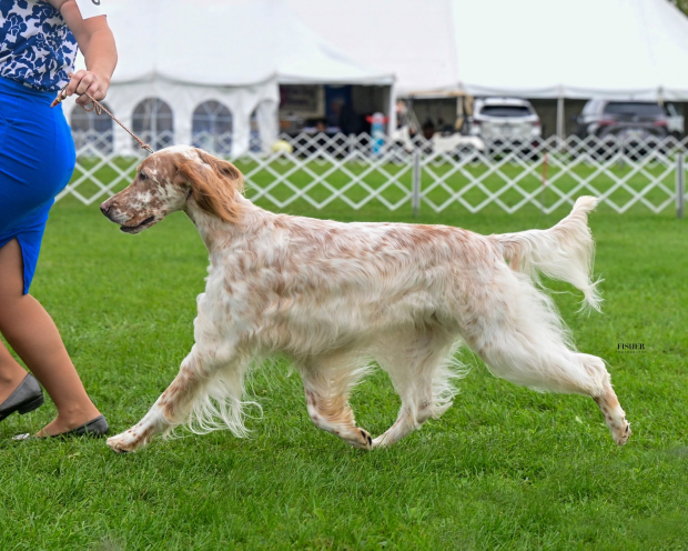 English Setter, coat, color, spot fairy, belton